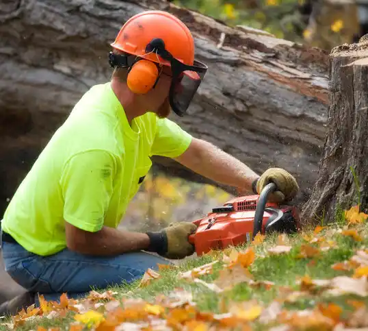 tree services Austintown